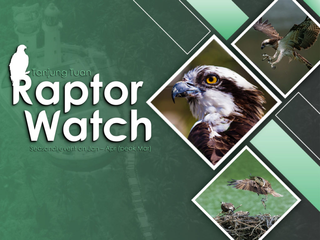Raptor Watch seasonal event visual